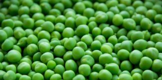 Саджаємо зелений горошок правильно: поради спеціалістів