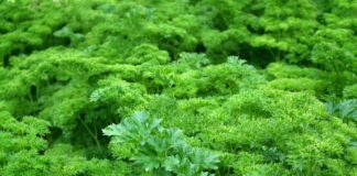 Букетний спосіб посіву петрушки під банку