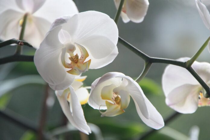 Флористи назвали найкращі методи по догляду за орхідеєю