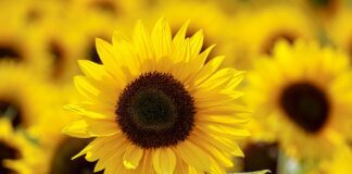 4 незвичайних застосування соняшникового лушпиння в побуті 