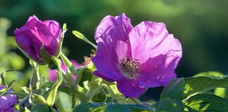 Садівник розповів, які сорти квітів не модно саджати у 2024