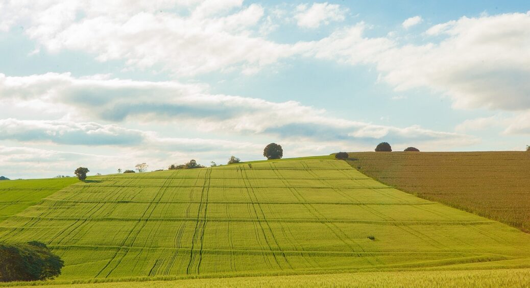 Гній перестала використовувати. Весною кидаю на грядки такий порошок, на ньому овочі ростуть як на чорноземі 