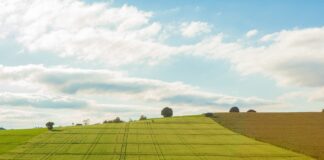 Городник порадив замінити гній кістковим борошном при підживленні: всі переваги