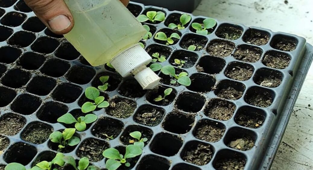 Подруга в сльозах — уся праця нанівець. Полила розсаду за порадою з інтернету, і вона засохла: не робіть так 