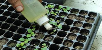 Дачники розповіли, чим заборонено поливати розсаду