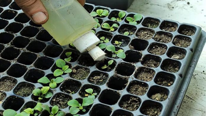 Дачники розповіли, чим заборонено поливати розсаду