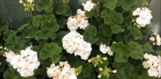 Як підживити герань для пишного цвітіння