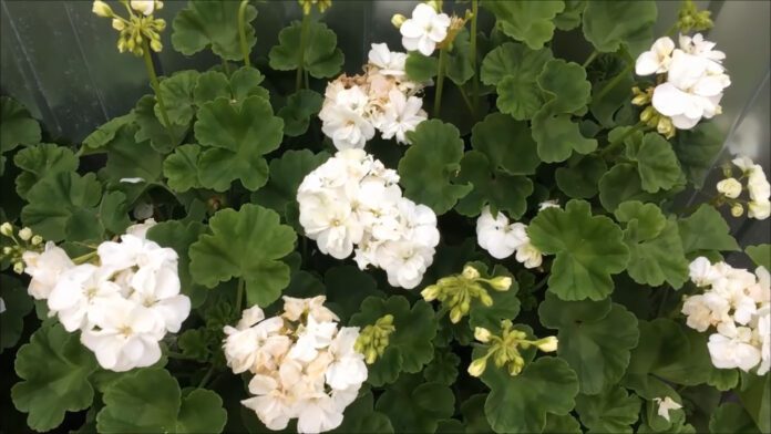 Як підживити герань для пишного цвітіння Як підживити герань для пишного цвітіння