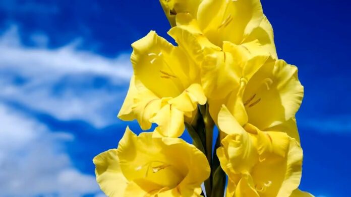 Гладіолус Гладіолус