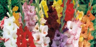 Садівники поділились правилами вирощування гладіолусів