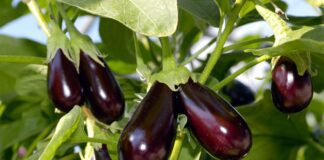 Городники поділилися назвами найвдаліших сортів баклажанів