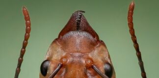 Експерти розповіли, як вивести мурашок з ділянки за 1 хвилину