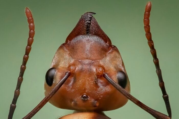 Експерти назвали найефективніший засіб боротьби з мурахами