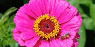 Як посіяти цинії без пікірування