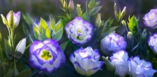  Садівники порадили чарівне добриво для еустом