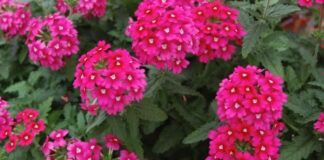 Садівники розповіли, яка рослина стане універсальною для кожного саду