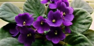 Експерти назвали найкрасивіші сорти фіалок