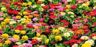 Як популярний бур'ян допоможе розвитку квітів