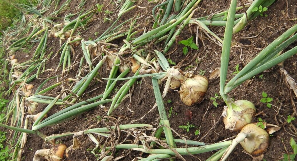 Дотримуюсь цієї інструкції з року в рік і моя цибуля щоразу дає шалений врожай: прості правила для всіх 