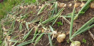 Як правильно садити цибулю в ґрунт