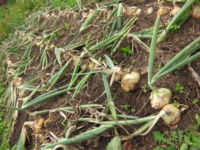 Як правильно садити цибулю в ґрунт
