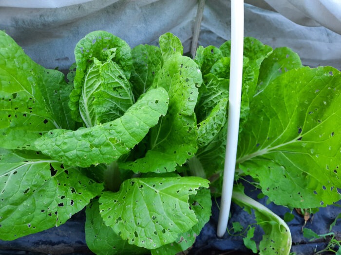 Експерти розповіли, які овочі можуть створити багато проблем на городі, якщо їх посадити