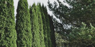 Городник поділився правилами використання калієвої селітри на городі