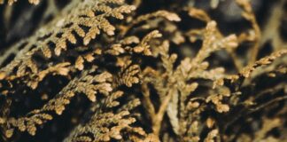 Чи варто вживати заходів якщо взимку туя стала бурою