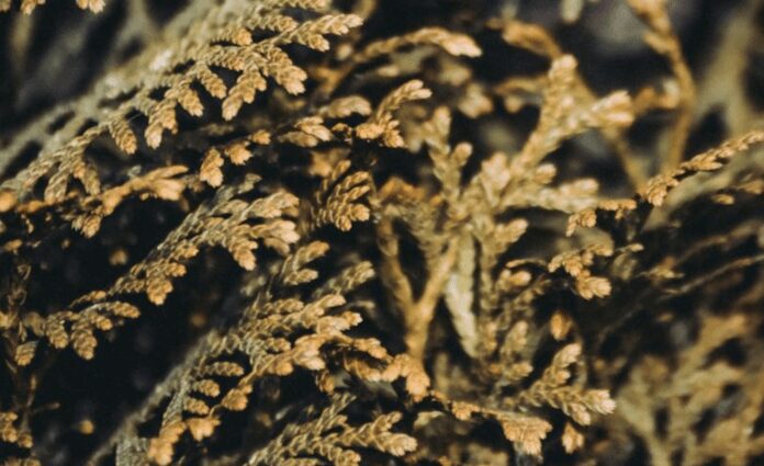 Чи варто вживати заходів якщо взимку туя стала бурою Чи варто вживати заходів якщо взимку туя стала бурою