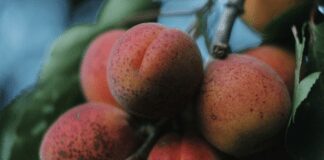 Як правильно обрізати абрикос, щоб був багатий врожай