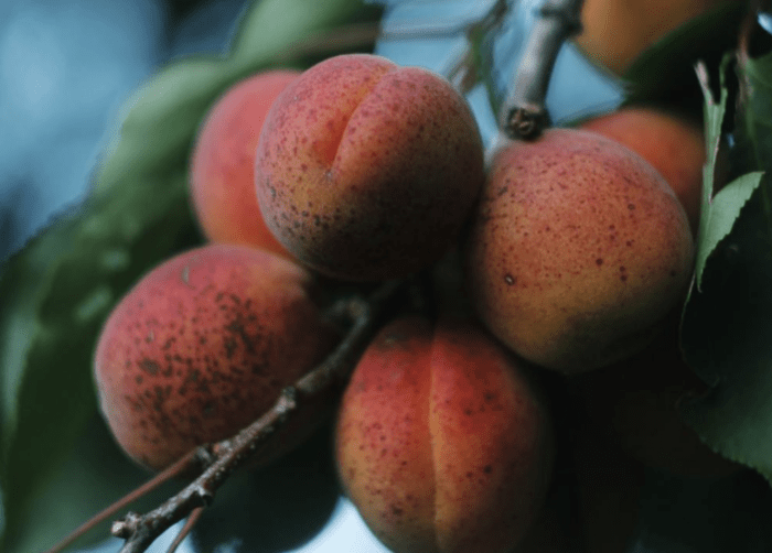 Як правильно обрізати абрикос, щоб був багатий врожай