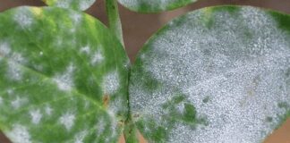 Як позбутися білої плісняви на кімнатних рослинах