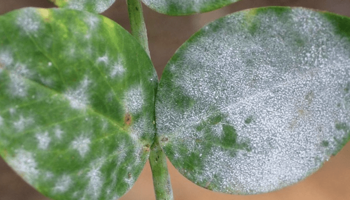 Білий наліт на листя кімнатних рослин – звідки береться і як боротися