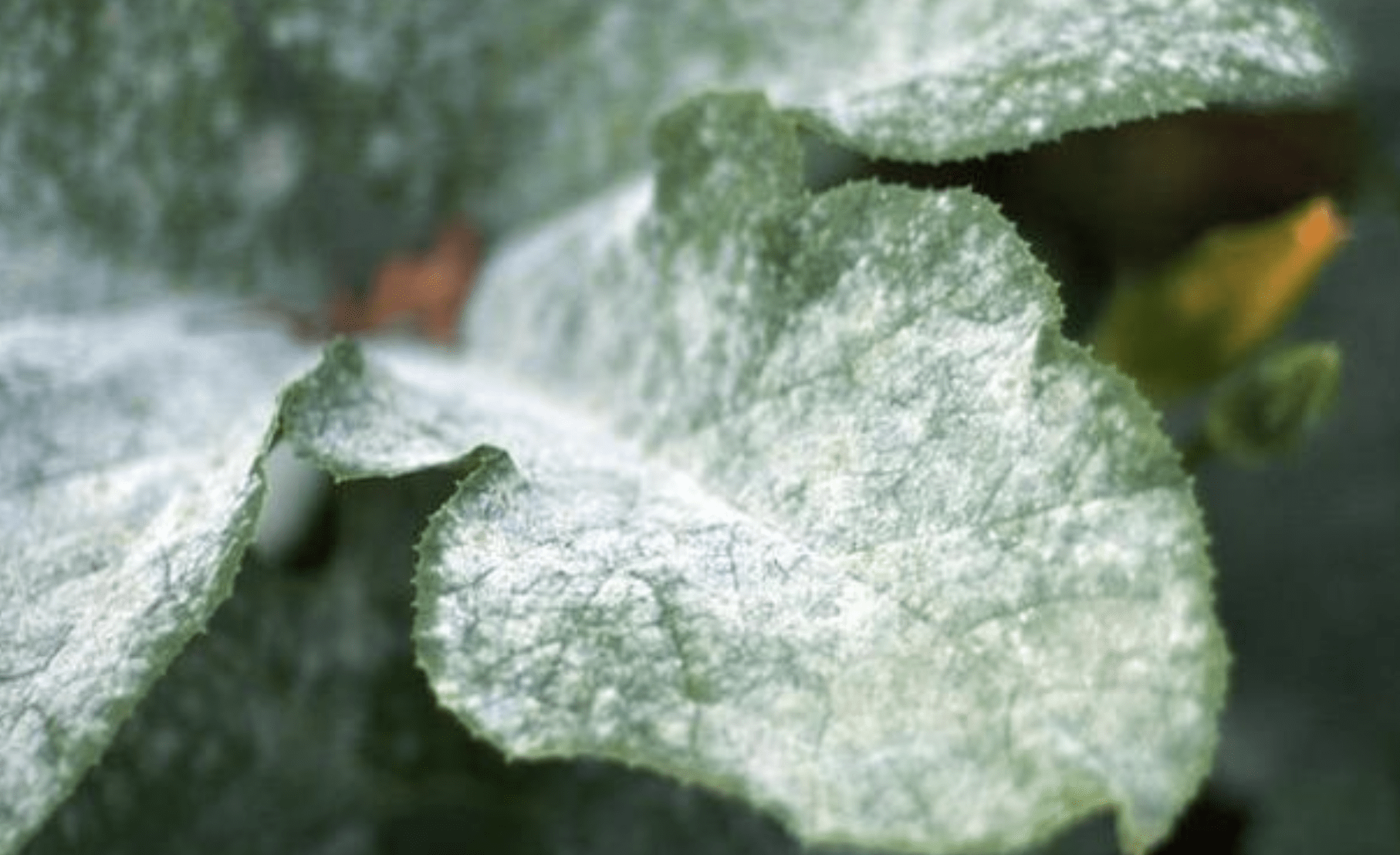 Білий наліт на листя кімнатних рослин – звідки береться і як боротися