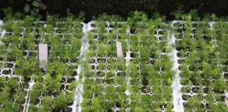 Експерти назвали засіб, який потрібно додати для росту розсади томатів і перців