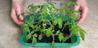 Городник порадив копійчане добриво, яке простимулює врожай томатів