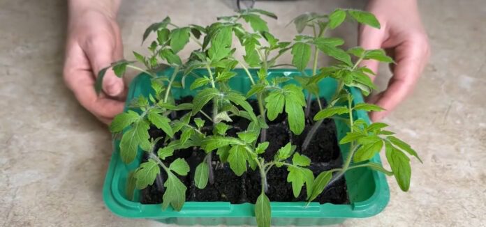 Городник порадив копійчане добриво, яке простимулює врожай томатів Городник порадив копійчане добриво, яке простимулює врожай томатів