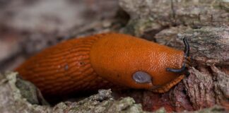 Лайфхак з картоном від слимаків: повтікають з городу тільки так