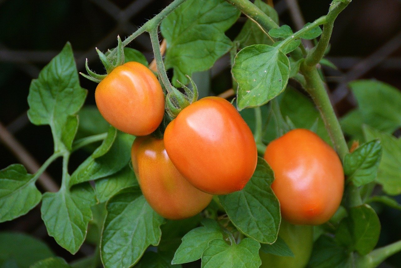 Рецепт найкращого добрива для помідорів