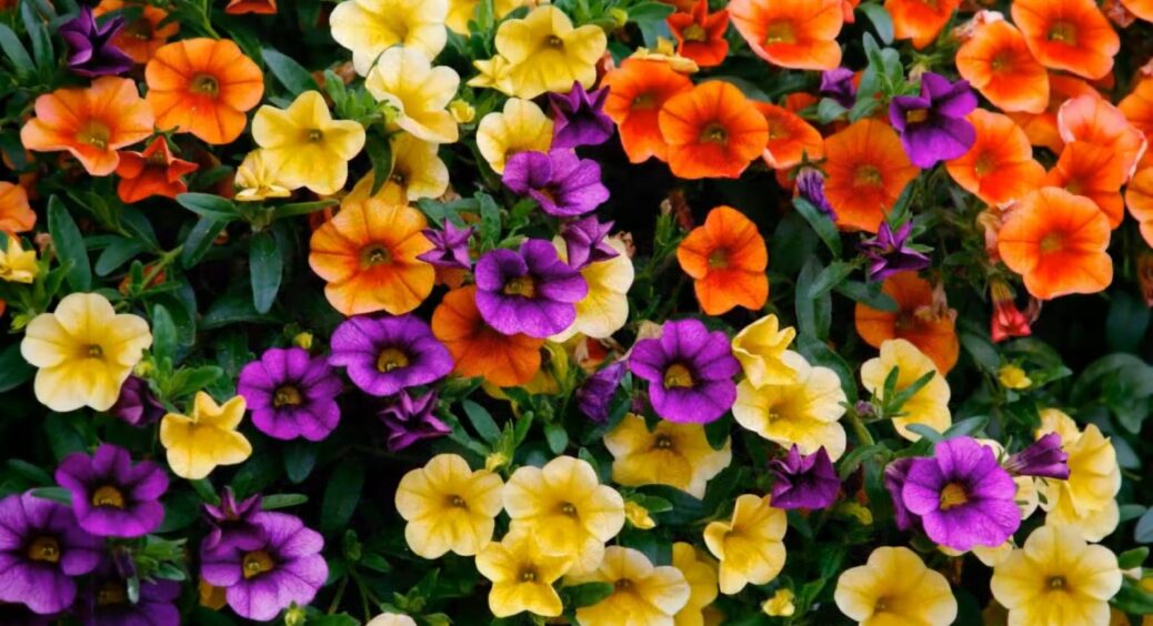 Багаторічники квітнуть лише місяць, а ці однорічники – пів року: тепер сад яскравий з весни до морозів 