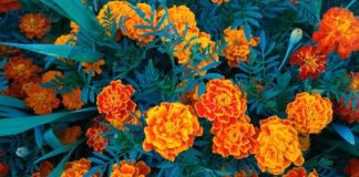 Як та коли треба сіяти чорнобривці на клумбах 