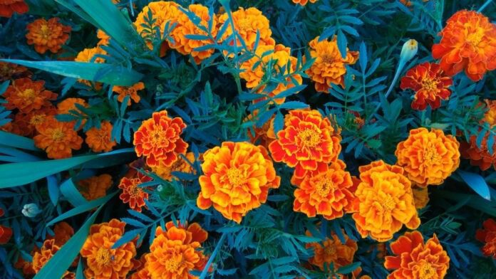 Як та коли треба сіяти чорнобривці на клумбах 