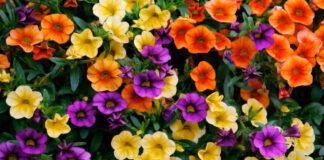 ТОП-5 невибагливих однорічних квітів