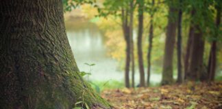 Що посадити під яблунею, щоб не було шкідників