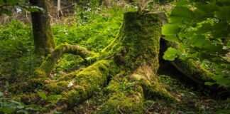 Городник розповів, як за 2 прийоми позбутися пеньку на ділянці