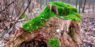 Городник розповів, як моментально прибрати пеньок з ділянки