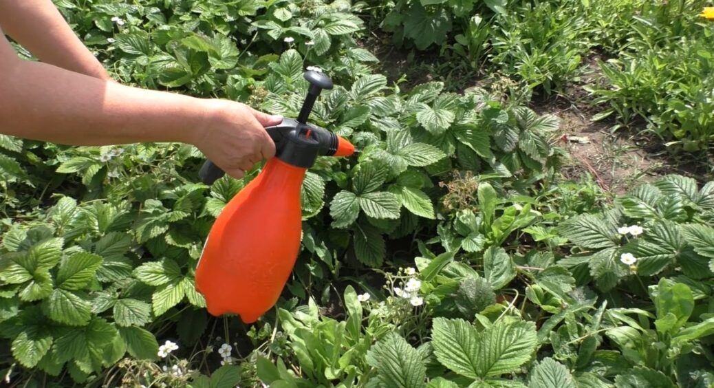 Шкідники повилітають, як ошпарені: чим обробити навесні полуницю від хвороб та “незваних гостей” 