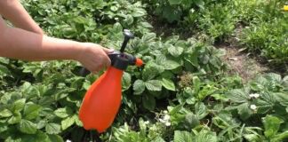 Чим обробити ділянку навесні проти шкідників