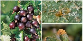 Експерти розповіли, чим полити грядки, щоб позбутися шкідників на городі