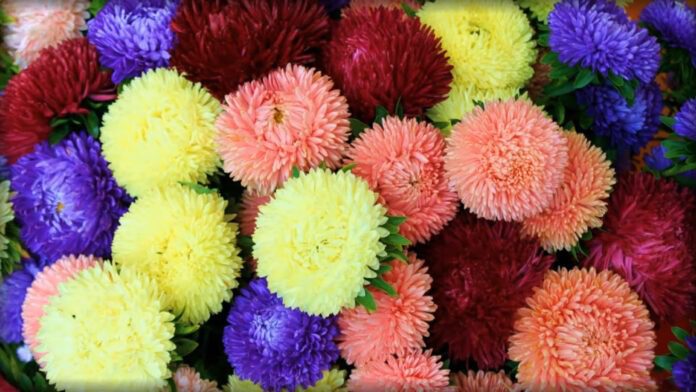 Як правильно садити айстри на зиму: 4 поради 